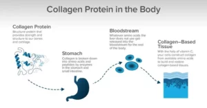 Collagen bodybuilding
